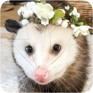 😇 emoji Opossum garbage dump — @stckrRobot Telegram sticker 14 of 85