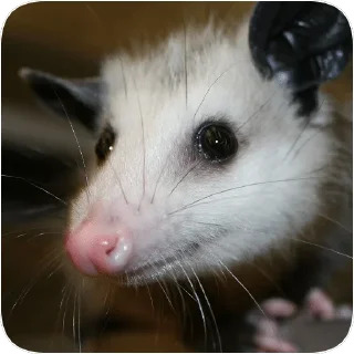 😊 emoji Opossum garbage dump — @stckrRobot Telegram sticker 10 of 85