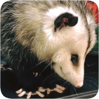☺️ emoji Opossum garbage dump — @stckrRobot Telegram sticker 6 of 85