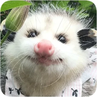 😍 emoji Opossum garbage dump — @stckrRobot Telegram sticker 20 of 85