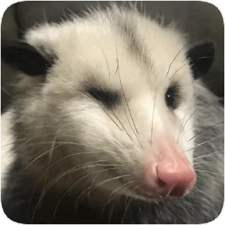 😉 emoji Opossum garbage dump — @stckrRobot Telegram sticker 17 of 85