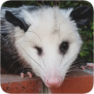 😉 emoji Opossum garbage dump — @stckrRobot Telegram sticker 18 of 85