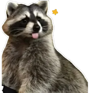 Sticker from Habēmus más Raccoon