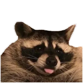 Sticker from Habēmus más Raccoon