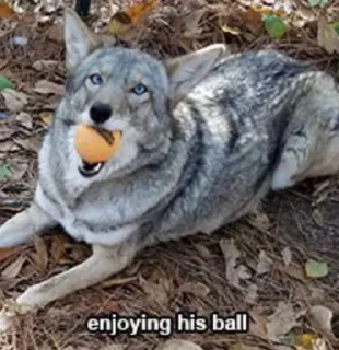 🏀 emoji dumbass coyotes Telegram sticker 10 of 93