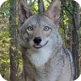 😋 emoji dumbass coyotes Telegram sticker 23 of 93