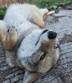 ☺️ emoji dumbass coyotes Telegram sticker 11 of 93