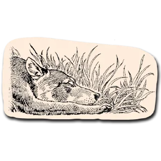 🌿 emoji Vintage Coyotes Telegram sticker 16 of 48