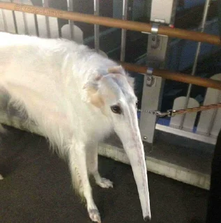 Sticker from Borzoi & Friends