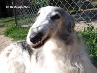 Sticker from Borzoi & Friends
