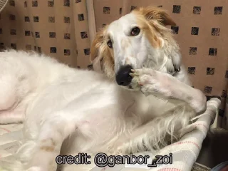 🐕 emoji Borzoi & Friends Telegram sticker 22 of 46
