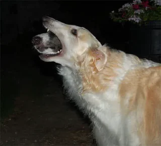 Sticker from Borzoi & Friends
