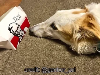 🐕 emoji Borzoi & Friends Telegram sticker 19 of 46