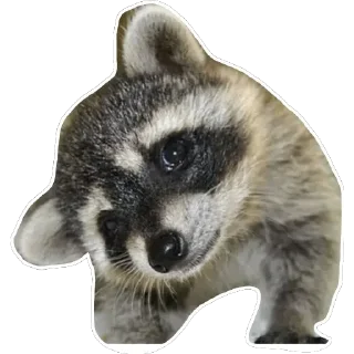 🤨 emoji Habēmus un poco más de Raccoon Telegram sticker 19 of 120
