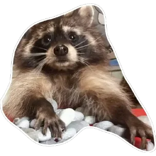 🐾 emoji Habēmus un poco más de Raccoon Telegram sticker 12 of 120