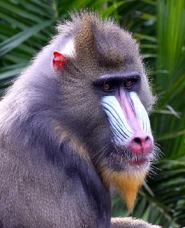 🐵 emoji ALERTA DE MACACO Telegram sticker 18 of 69
