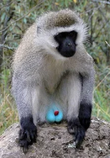 😐 emoji ALERTA DE MACACO Telegram sticker 22 of 69
