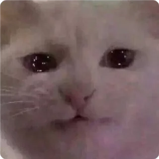 😐 emoji Cat Crying - by @canaldobrayan Telegram sticker 10 of 34
