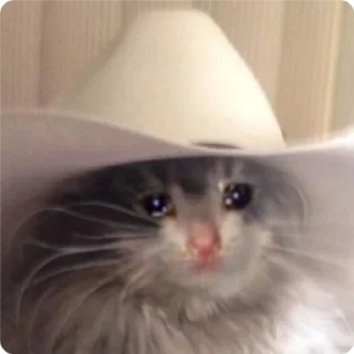 🙂 emoji Cat Crying - by @canaldobrayan Telegram sticker 21 of 34