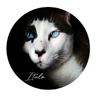 😒 emoji O GATO Telegram sticker 10 of 18