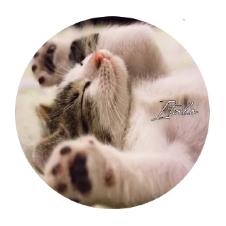 🥰 emoji O GATO Telegram sticker 11 of 18
