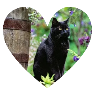 Sticker from O GATO