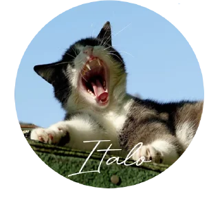 😡 emoji O GATO Telegram sticker 16 of 18