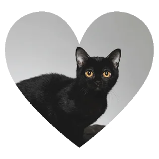 Sticker from O GATO