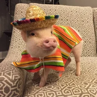 🐷 emoji cute pigs 🐷 Telegram sticker 20 of 29