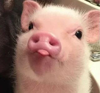 🐷 emoji cute pigs 🐷 Telegram sticker 11 of 29