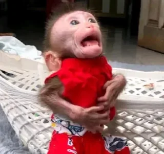 😫 emoji monkey, J. @thdolyn Telegram sticker 13 of 28