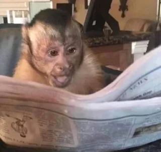 🌟 emoji monkey, J. @thdolyn Telegram sticker 24 of 28