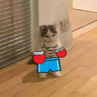 🥊 emoji gato foda Telegram sticker 10 of 69