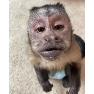 💚 emoji macaco Telegram sticker 15 of 24