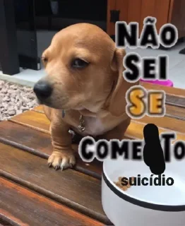 🐱 emoji não sei se comento e derivados — @gatinhabrava Telegram sticker 10 of 20