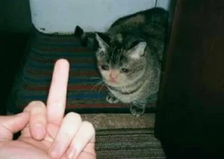 🥺 emoji gatinhos triste Telegram sticker 22 of 26