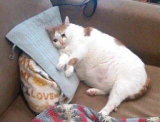🥺 emoji gatinhos triste Telegram sticker 23 of 26