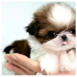 😌 emoji Mundo Canino Telegram sticker 4 of 21