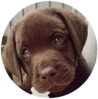 🥺 emoji Mundo Canino Telegram sticker 10 of 21