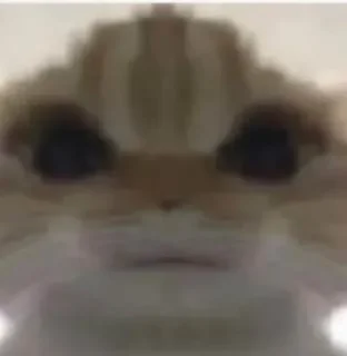 Sticker from meme cat