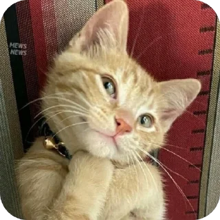 🫥 emoji Gato. Telegram sticker 24 of 34
