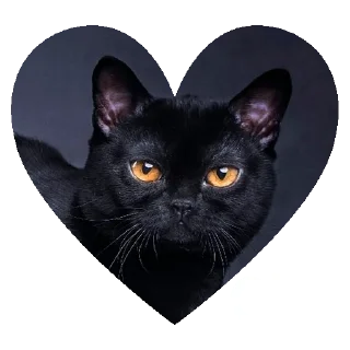 Sticker from O GATO