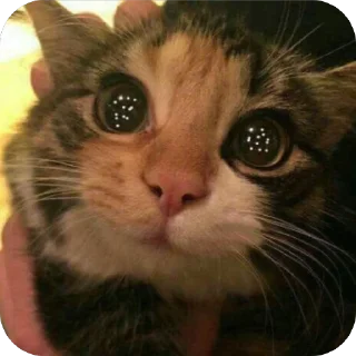 🫥 emoji Gato. Telegram sticker 15 of 34