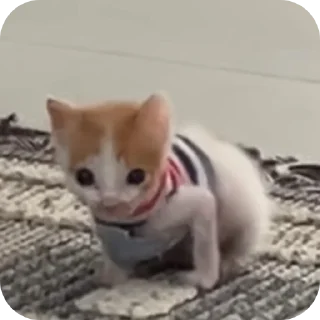 🐱 emoji Soy ese Telegram sticker 5 of 29