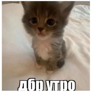 😘 emoji catmem (@emopix) Telegram sticker 8 of 30
