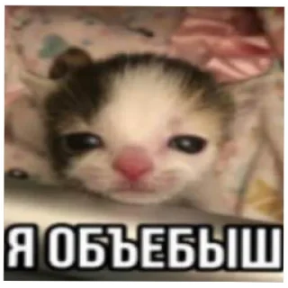 Sticker from catmem (@emopix)