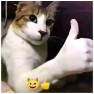 😪 emoji catmem (@emopix) Telegram sticker 9 of 30