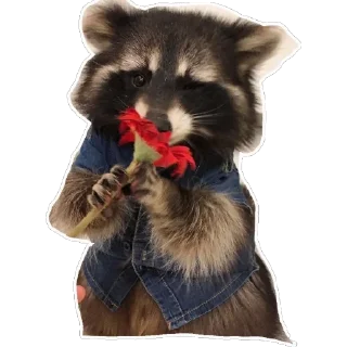 🌷 emoji Habēmus Raccoon Telegram sticker 7 of 120