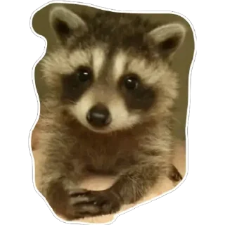 😐 emoji Habēmus Raccoon Telegram sticker 23 of 120