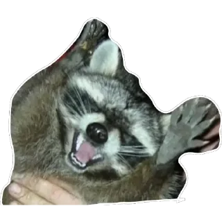 😫 emoji Habēmus Raccoon Telegram sticker 16 of 120